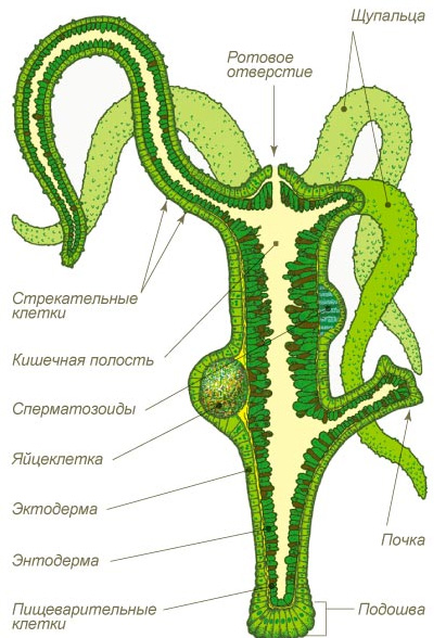 Кракен пх